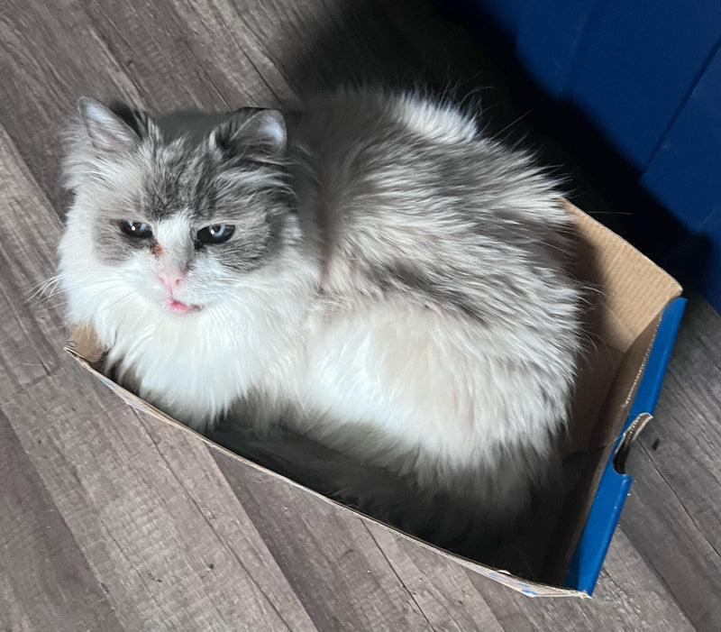 Cat in shoebox